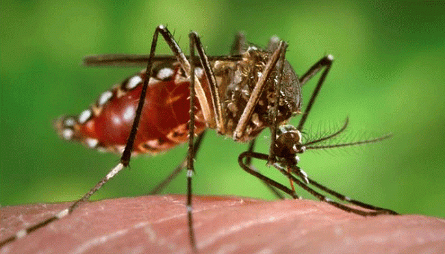 Борьба с комарами: переносной фумигатор или ультразвуковой отпугиватель?