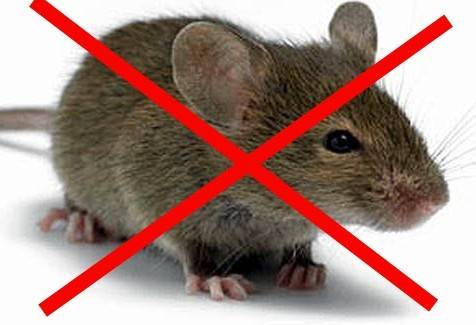 Ловушки для мышей и крыс
