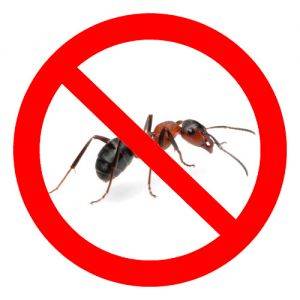 Борьба с муравьями в России