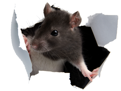 Защита от крыс