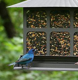 bf_us_351_descrip-1.jpg bf_us_351_descrip-1.jpg