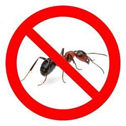 Борьба с муравьями в России